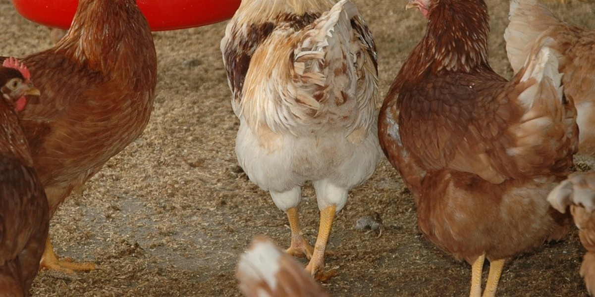 Community information message for bird flu K ROCK 95.5